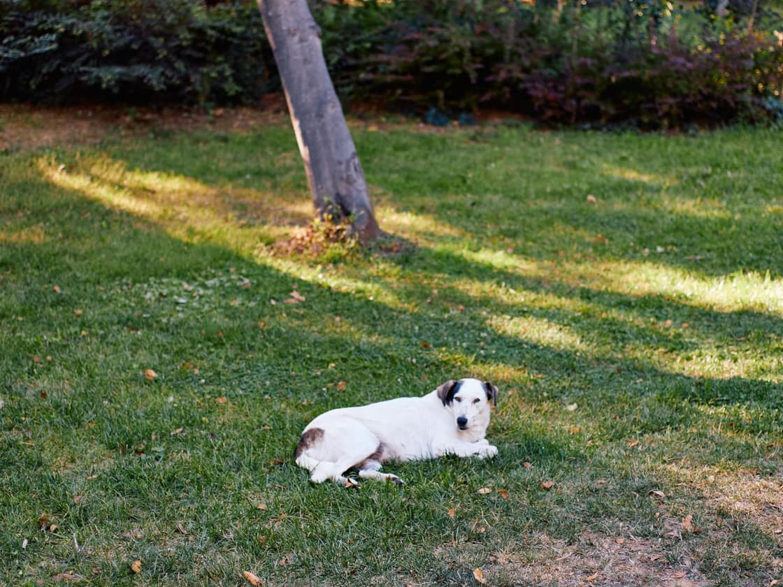 A calm white dog resting on a sunlit grassy field