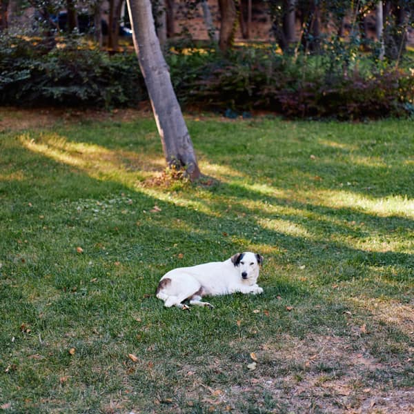 A calm white dog resting on a sunlit grassy field