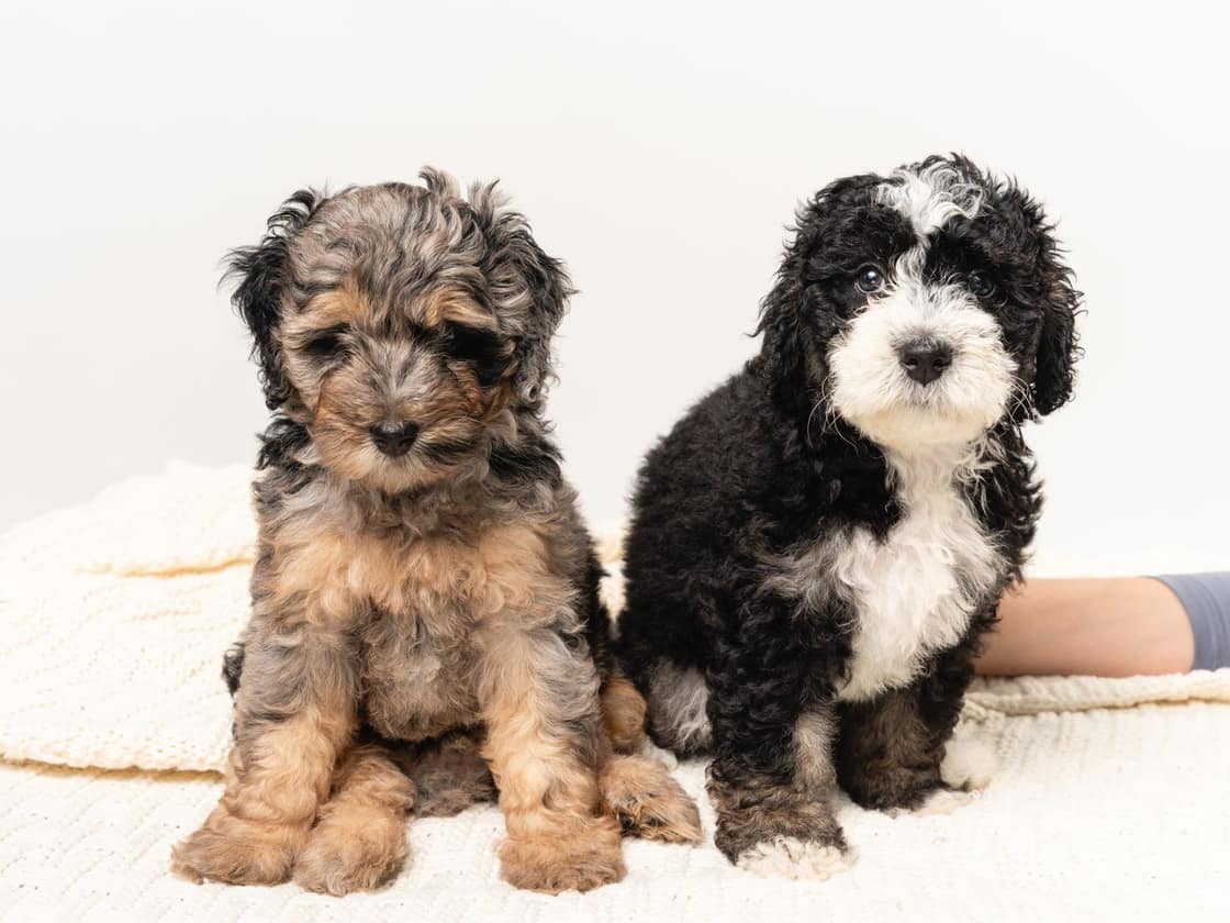 Two Bernedoodle puppies, one tricolour and one merle, sitting on a cream blanket