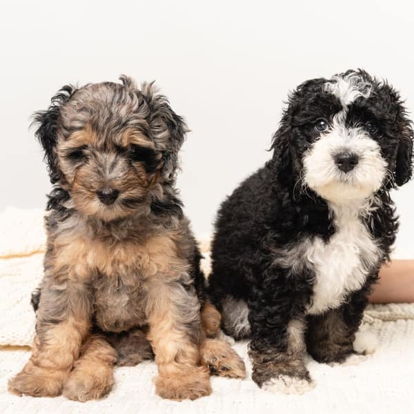 Two Bernedoodle puppies, one tricolour and one merle, sitting on a cream blanket