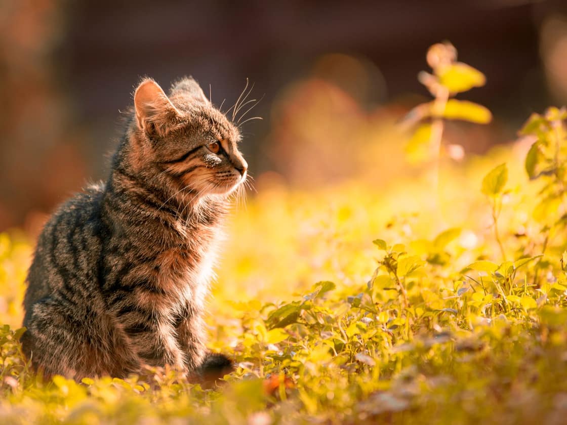 A young tabby kitten sitting in a sunlit meadow, seen in profile