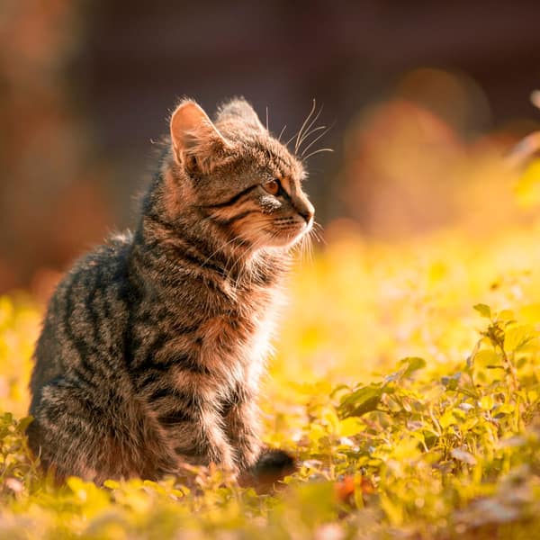 A young tabby kitten sitting in a sunlit meadow, seen in profile