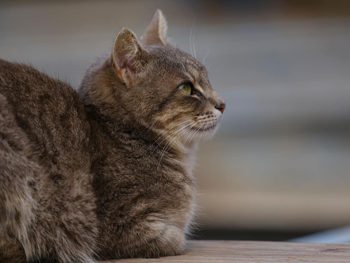 Side profile of a calm green-eyed tabby cat