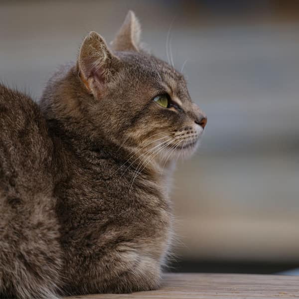 Side profile of a calm green-eyed tabby cat