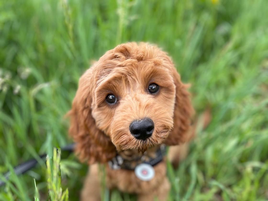An apricot Cavapoo puppy sitting in green grass, looking up