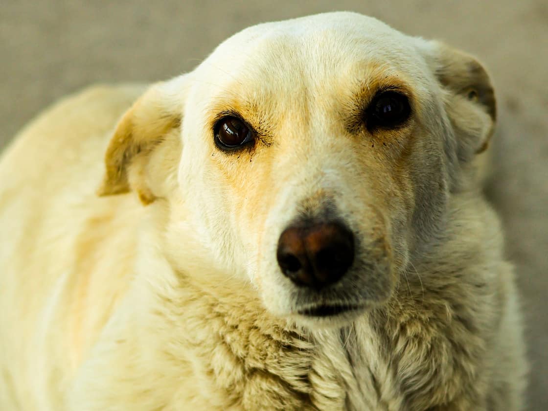 A yellow Labrador looking up at the camera in daylight