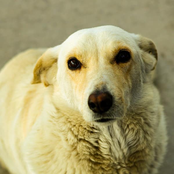 A yellow Labrador looking up at the camera in daylight