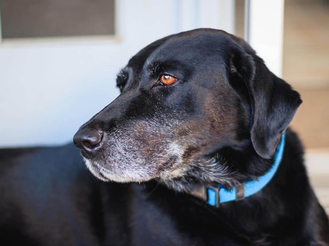 A black Labrador wearing a blue collar, shown in profile
