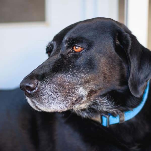 A black Labrador wearing a blue collar, shown in profile