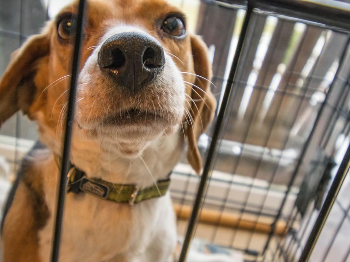 A beagle looking out from inside a wire crate