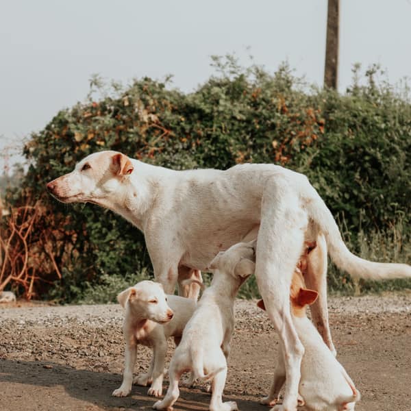 A mother dog nursing her puppies outdoors in daylight