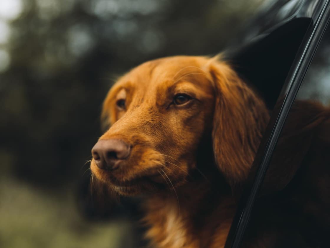 A red-coated dog resting its head out of an open car window on a drive