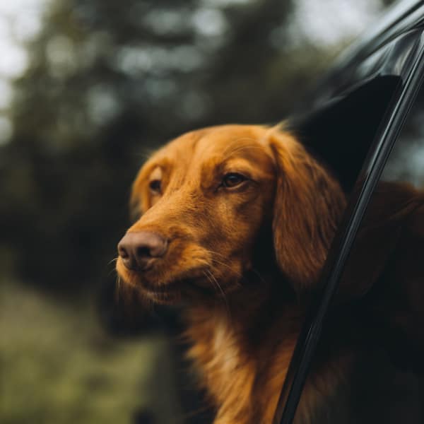 A red-coated dog resting its head out of an open car window on a drive