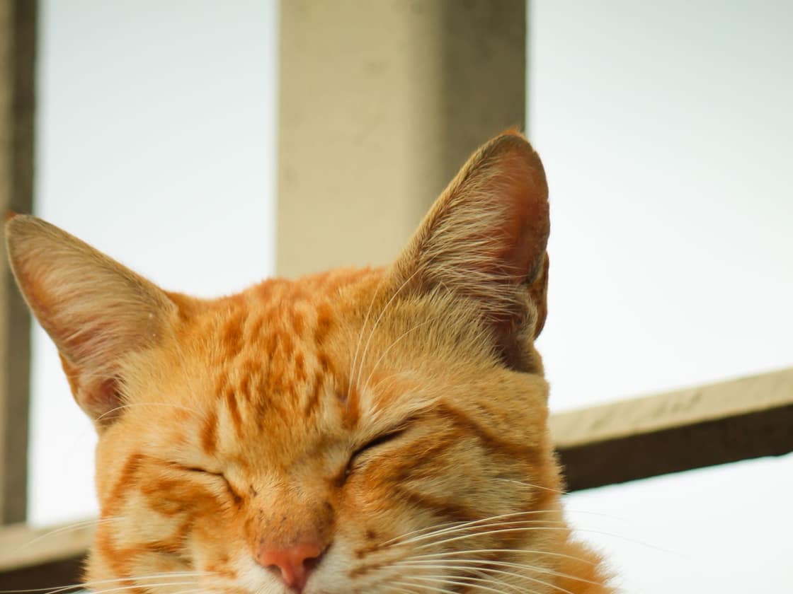 A calm orange tabby cat resting with its eyes closed in the sun