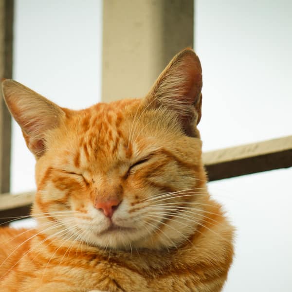 A calm orange tabby cat resting with its eyes closed in the sun