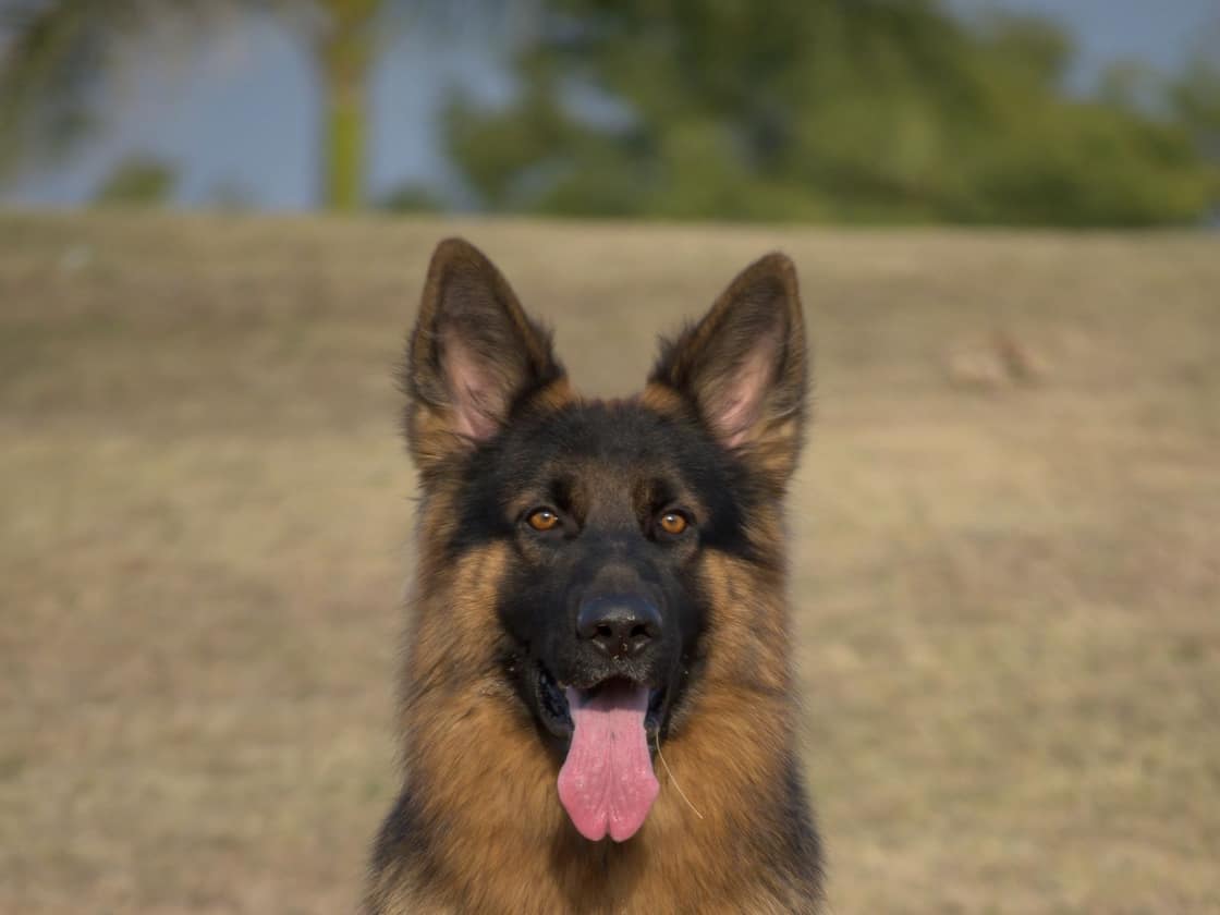 An adult German Shepherd sitting on a grassy field in bright daylight