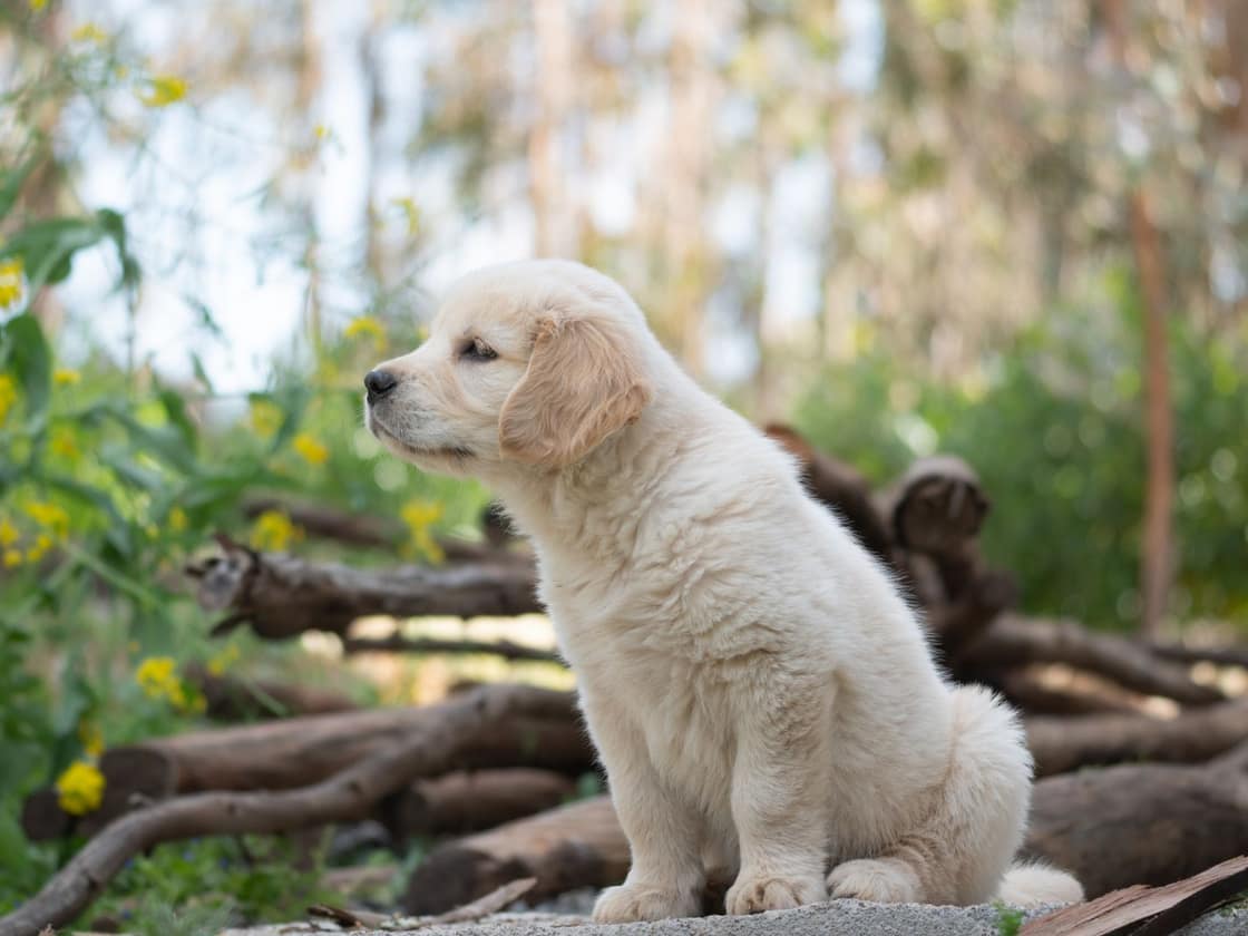 A Golden Retriever puppy sitting outdoors in bright natural light