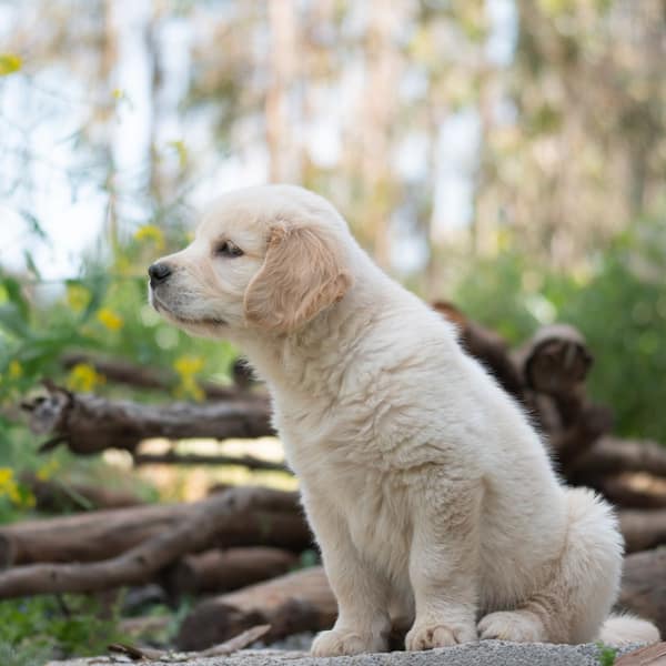 A Golden Retriever puppy sitting outdoors in bright natural light