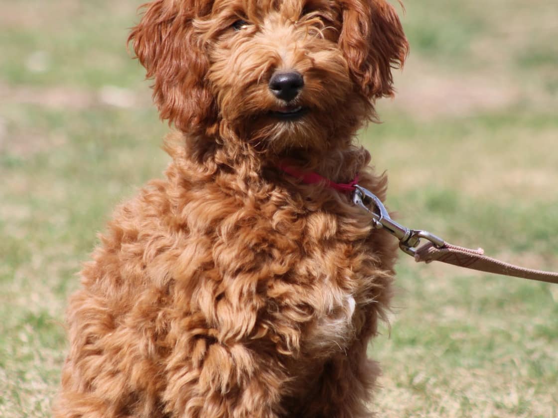 An apricot Goldendoodle puppy sitting on grass in bright sunlight