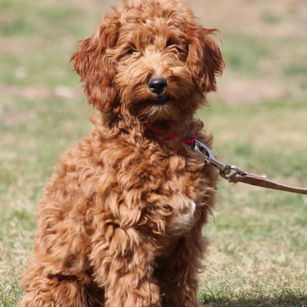 An apricot Goldendoodle puppy sitting on grass in bright sunlight