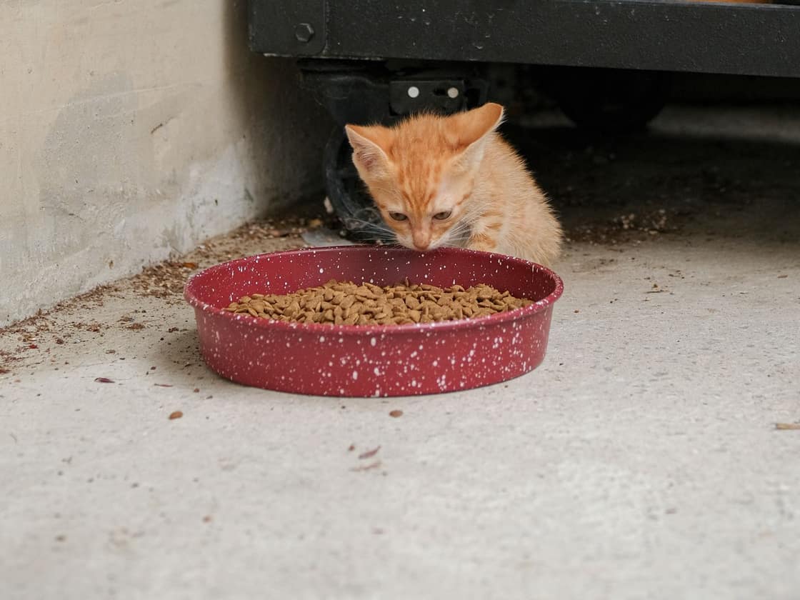 A ginger kitten eating kibble from a red bowl indoors