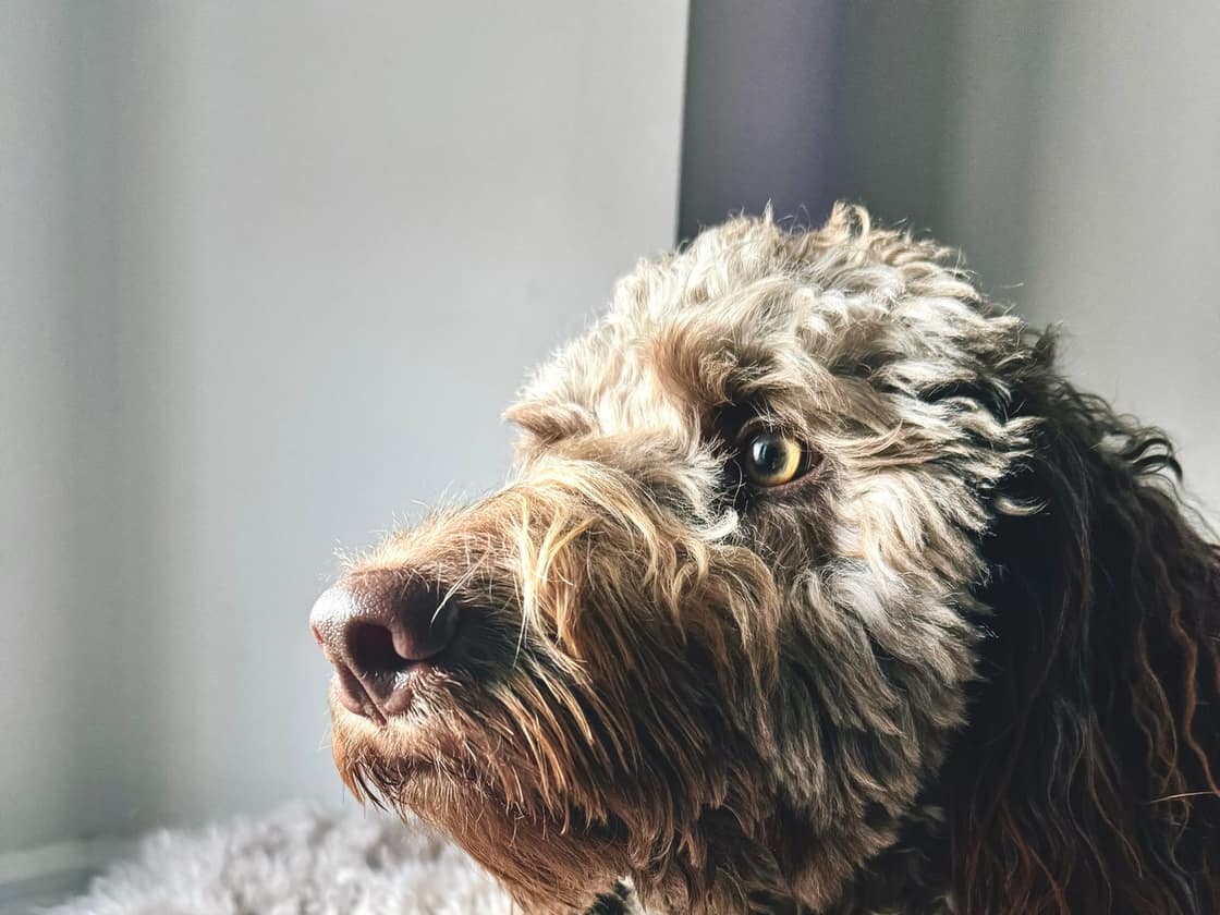 A curly-coated Labradoodle resting and looking to the side in window light