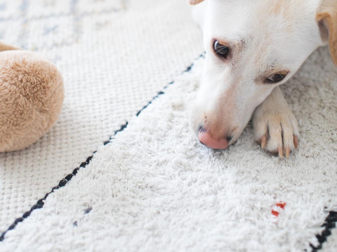 A calm white dog lying with its head resting on a soft indoor rug