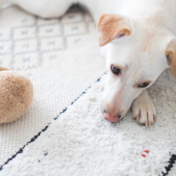 A calm white dog lying with its head resting on a soft indoor rug