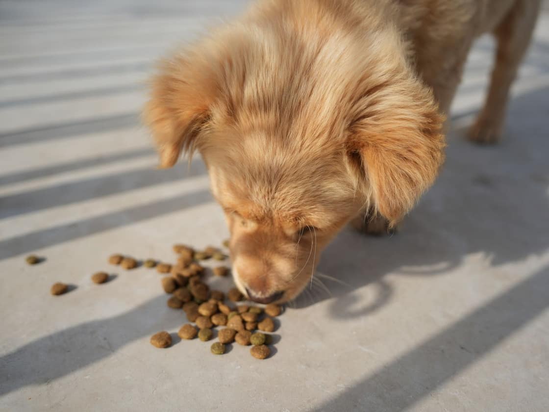 A golden puppy eating kibble on a sunlit patio