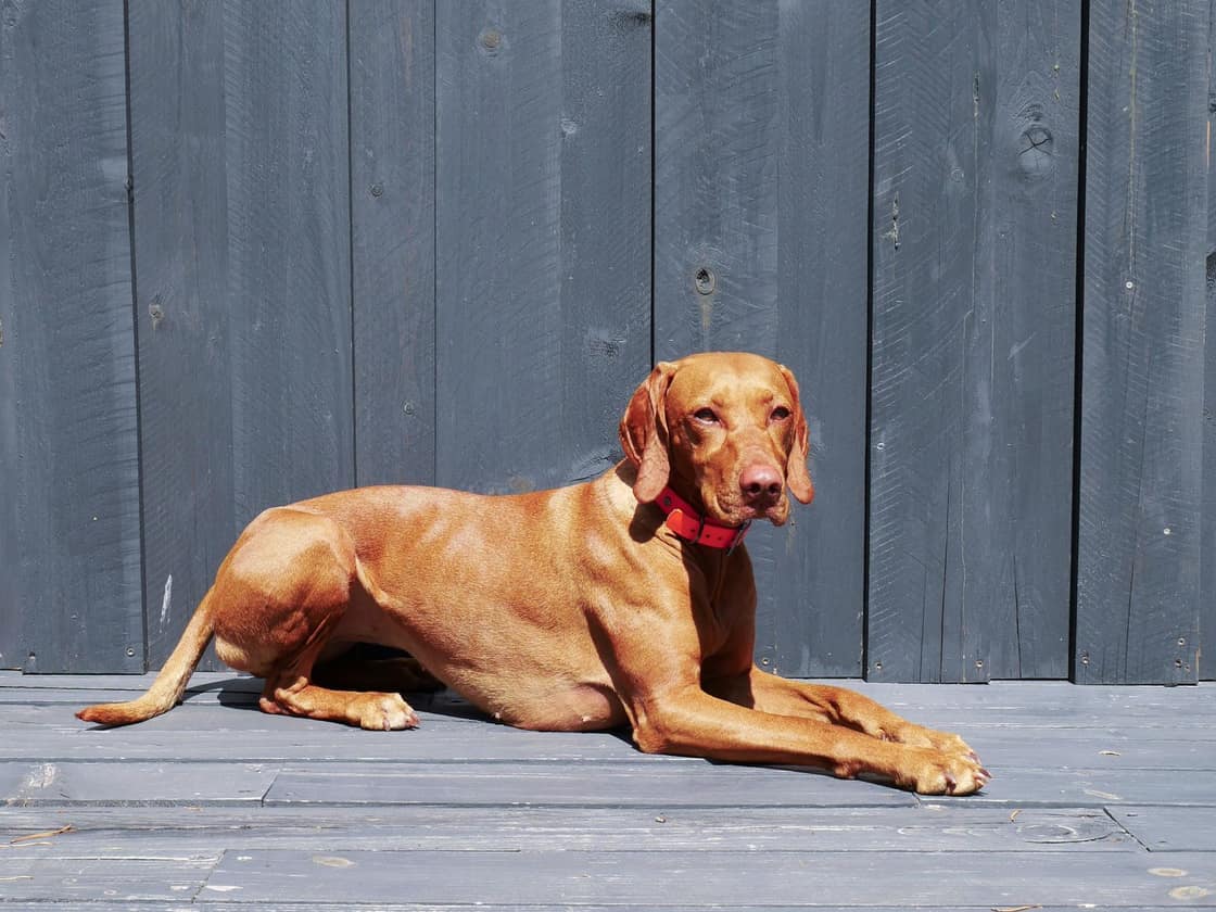 A calm brown dog lying relaxed on a sunlit wooden deck