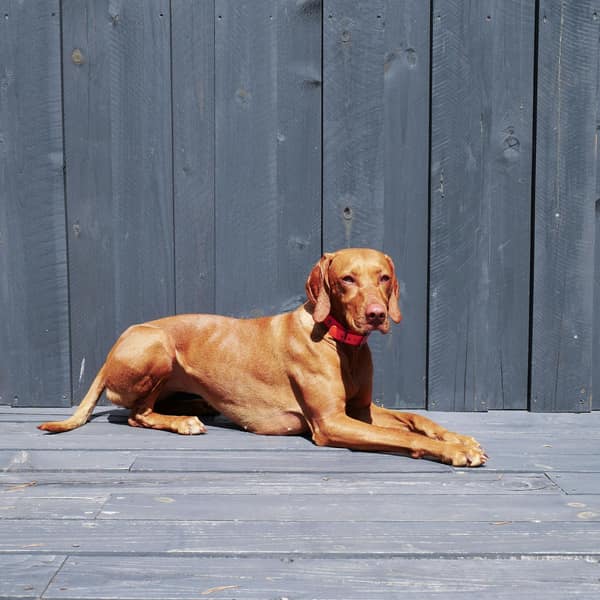 A calm brown dog lying relaxed on a sunlit wooden deck