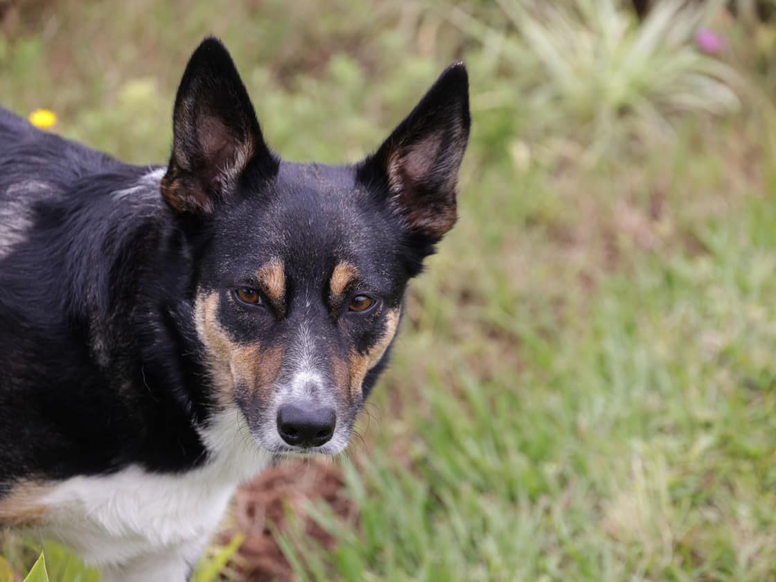 An alert tricolour dog standing on grass in bright daylight
