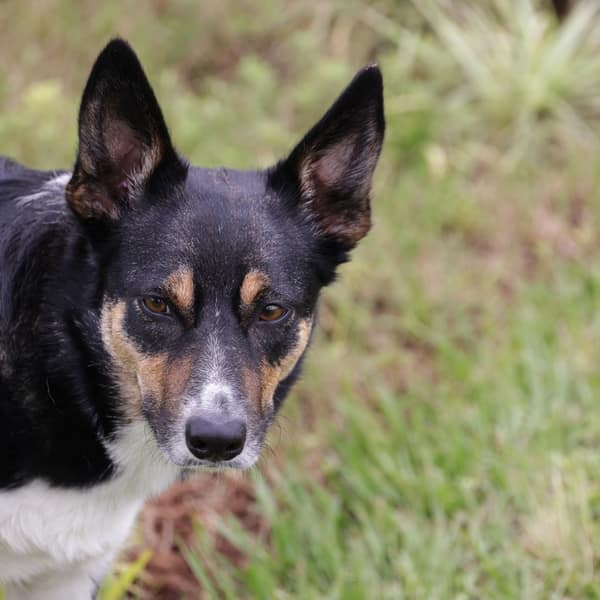 An alert tricolour dog standing on grass in bright daylight